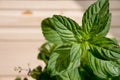 Bundle of fresh spear mint on wooden background.Green mint leaves bunch.peppermint in bowl, leaves herb on