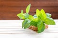 Bundle of fresh spear mint isolated on wooden background.Green mint leaves bunch.peppermint in bowl, leaves herb on