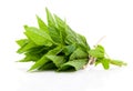 Bundle of fresh spearmint Royalty Free Stock Photo