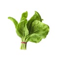 Bundle of fresh spinach isolated Royalty Free Stock Photo