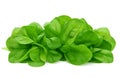 Bundle of fresh spinach isolated on white background Royalty Free Stock Photo