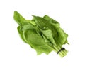 Bundle of fresh spinach isolated on white background Royalty Free Stock Photo