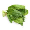 Bundle of fresh spinach isolated on white Royalty Free Stock Photo