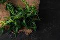 Bundle of fresh tarragon estragon isolated on dark stone background. Selective focus, Close up, Macro