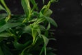 Bundle of fresh tarragon estragon isolated on dark stone background. Selective focus, Close up, Macro