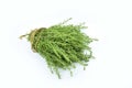 A bundle of fresh thyme isolated on a white background Royalty Free Stock Photo