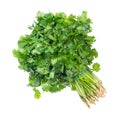 bundle of fresh wet green cilantro herb cutout Royalty Free Stock Photo