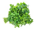 bundle of fresh wet green parsley herb cutout Royalty Free Stock Photo