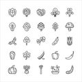 Bundle of Fruit berry vegetable food glyph icon vector set