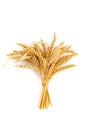 Bundle of golden spikelets of wheat isolated on white background Royalty Free Stock Photo