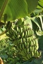 Banana bundle tree under Sunlight