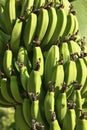 Banana bundle tree under Sunlight