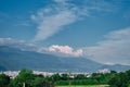 Bundle of green fresh poplar trees in Bursa