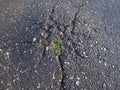 A bundle of green grass that broke through a crack in the asphalt. Old cracked asphalt close-up Royalty Free Stock Photo