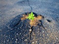 A bundle of green grass that broke through a crack in the asphalt. Old cracked asphalt close-up Royalty Free Stock Photo