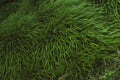Bundle of green grass close up, evergreen vegetation, colorful vibrant botanical background