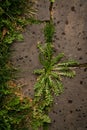 A bundle of green octopus-like grass grew amidst the concrete sidewalk slabs of old. Royalty Free Stock Photo