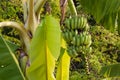 Bundle green raw banana