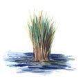 A bundle of green reeds sticks out of the blue water. Swamp grass sedge. Water plant. realistic technique. Hand drawn watercolor