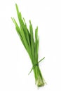 A bundle of green wheatgrass for wheat grass juice making