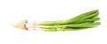 Bundle of green young spring garlic isolated Royalty Free Stock Photo