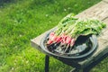 bundle healthy radish in a garden/radish in a black bowl on a bench in a garden Royalty Free Stock Photo