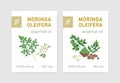 Bundle of labels with Miracle Tree or Moringa oleifera. Set of tags with edible herbaceous plant used in phytotherapy