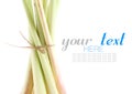 Bundle of lemon grass on white background Royalty Free Stock Photo
