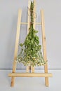 Bundle of medicinal chamomile herb hanging on rack. Using herbal medicines as remedies for cold or to calm