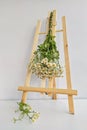 Bundle of medicinal chamomile herb hanging on rack. Using herbal medicines as remedies for cold or to calm