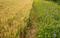 Blue flowering bundle and yellow mustard as a forage belt along a wheat field for bees and insects. The landscape is more varied