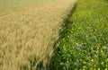 Blue flowering bundle and yellow mustard as a forage belt along a wheat field for bees and insects. The landscape is more varied