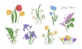 Bundle of natural drawings of spring flowers - tulip, lilac, narcissus, forget-me-not, crocus, lily of the valley, iris