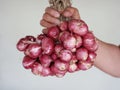 A bundle of organic shallots or red onions Royalty Free Stock Photo