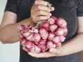A bundle of organic shallots or red onions Royalty Free Stock Photo