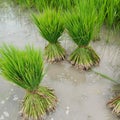 Paddy`s seeds, Bundle of Paddy`s seeds. Rice seeds