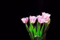 Bundle of pink tulips with black background