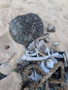 Bundle of Plastic Buoy, Fishing Nets, lines, and other trash washes up on Beach Royalty Free Stock Photo