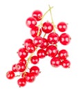 Bundle of red currant
