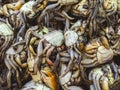 A bundle of small blue crabs for sale at a local market in the Philippines. Sold by the kilogram. Undersides exposed