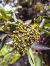 Group of small seeds hanging from a tree