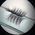 A bundle of synthetic eyelashes is positioned on a glass microscope slide Royalty Free Stock Photo