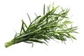 Bundle of tarragon Artemisia dracunculus, paths Royalty Free Stock Photo