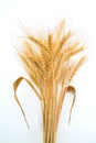 Bundle of Wheat