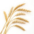 Wheat branches isolated on white background Royalty Free Stock Photo