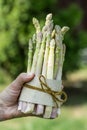 Bundle of white asparagus in famer`s hand