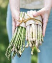 Bundle of white and green asparagus in famer`s hands