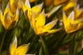 A bundle of yellow wild tulips. Tulipa tarda