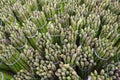 Asparagus spears bunched with rubber bands