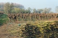 Bundled osiers in the foreground of recently pruned pollard willows